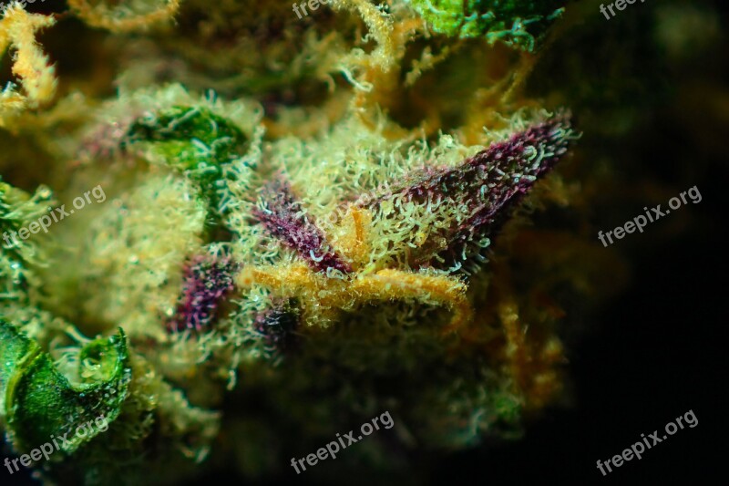 Bud Cannabis Close Up Dope Drug