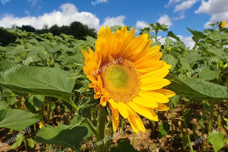 Sunflower Beautiful Blossom Bright Daytime