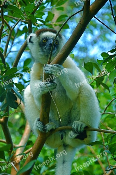 Monkey Zoo Mammal Cute Furry