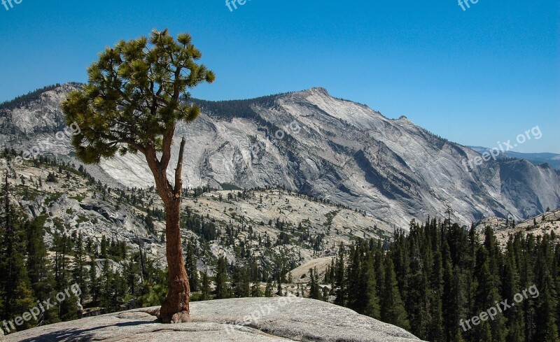 Roche Rocks Tree Pine Stones