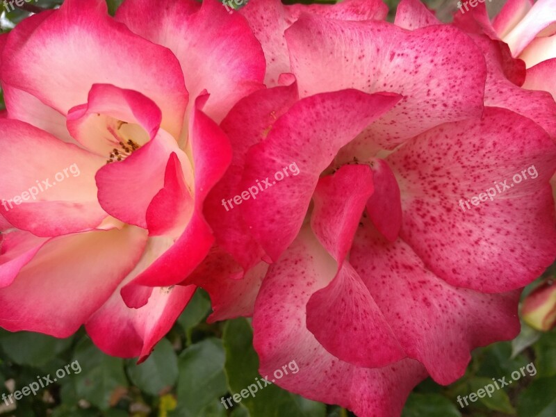 Roses Spring Pink Rosa Color