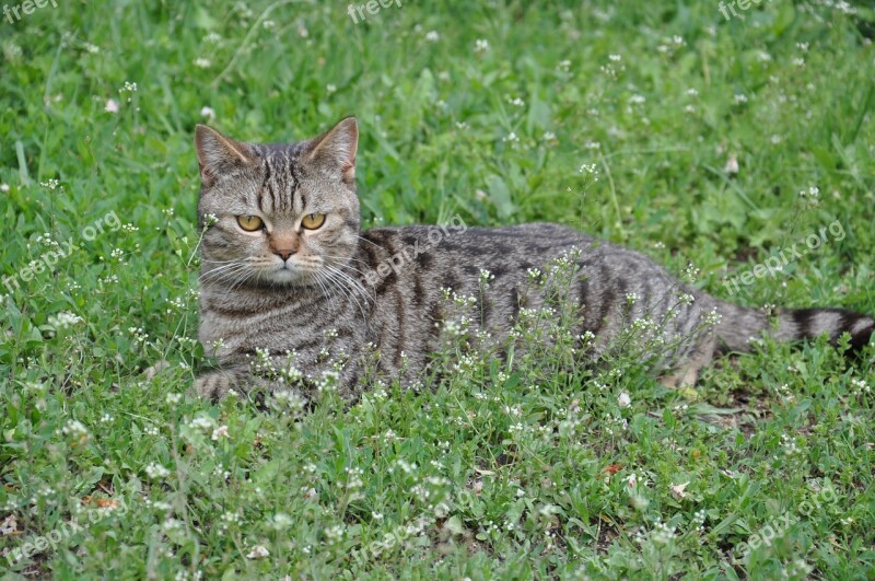 Cat A Cat Lying On The Grass Lying On The Grass The Cat Is Lying Cat Looking