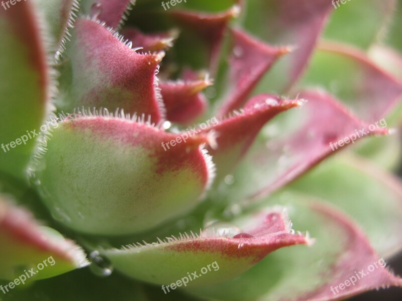 Plants Pretty Dewdrops Zoom Free Photos