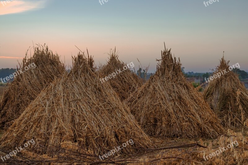 Hay Wheat Field Agriculture Harvest