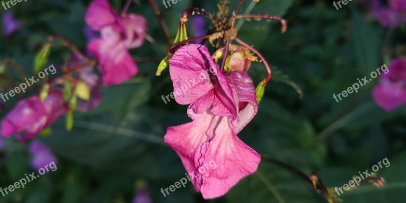 Nature Plant Balsam Autumn Pink