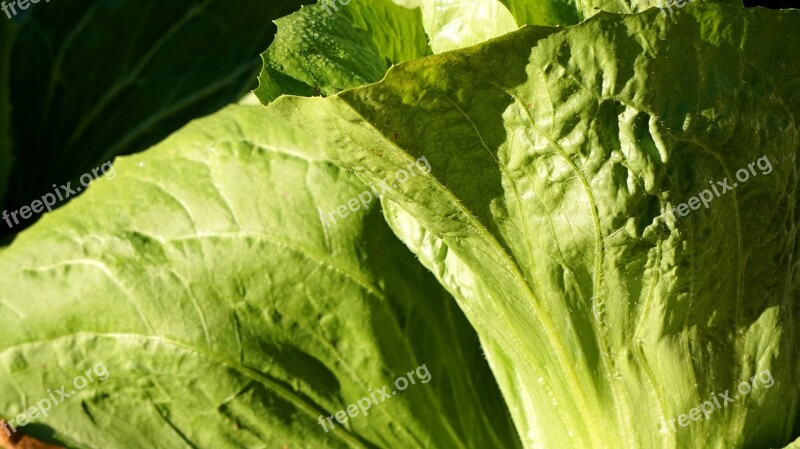 Salad Sugarloaf Fresh Harvest Vegetables