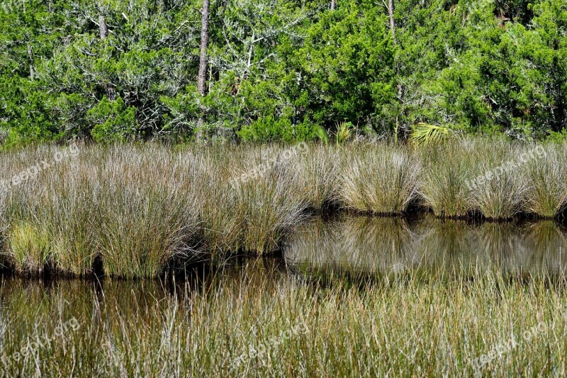 Marshland Swamp Environment Landscape Nature