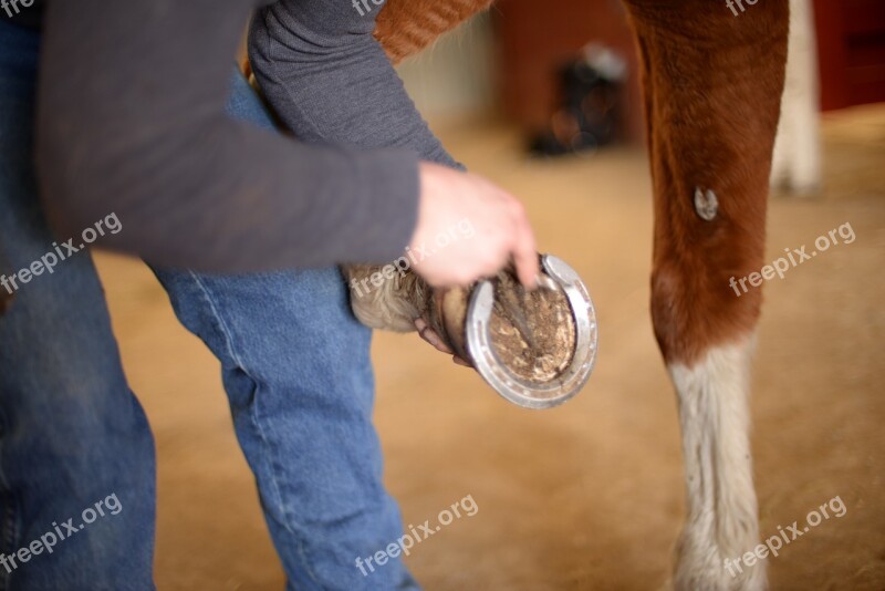 Stables Horse Farm Barn Free Photos