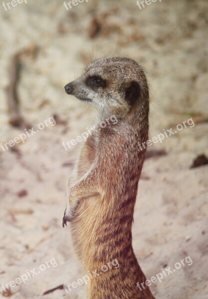 Meerkat Curious Animal Attention Free Photos