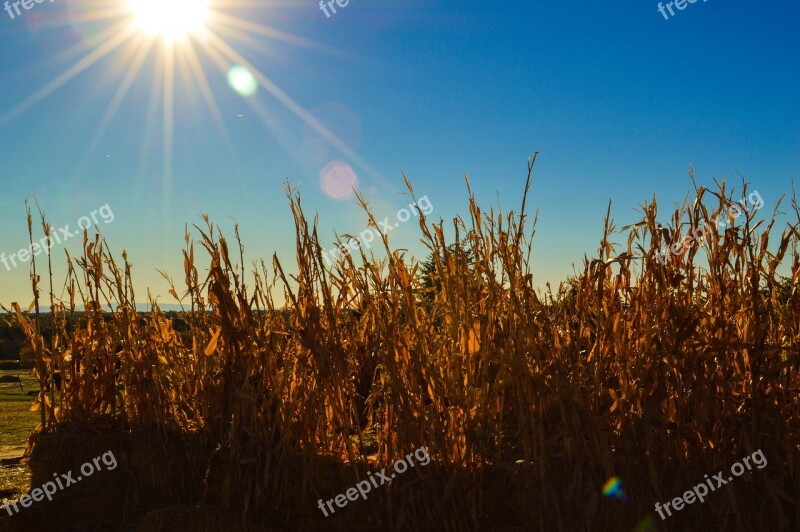 Boise Botanical Garden Corn Corn Field Agriculture Harvest