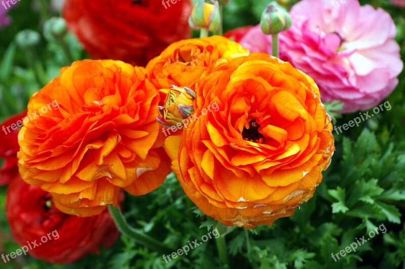 Ranunculus Blossoms Ranunculus Bloom Flower Blossom