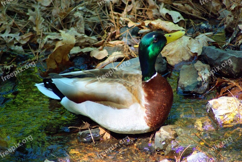 Mallard At Garvan Woodland Gardens Botanical Mallard Duck Arkansas