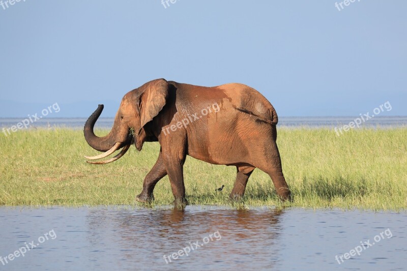 Elephant Zimbabwe Safari Conservation Wild