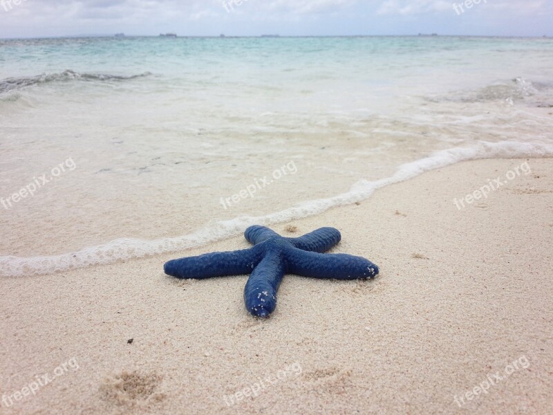 Blue Starfish Beach Free Photos