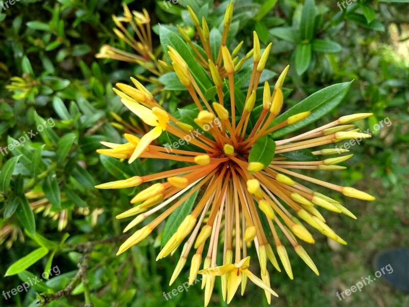 Native Flower National Park Bromeliads Free Photos