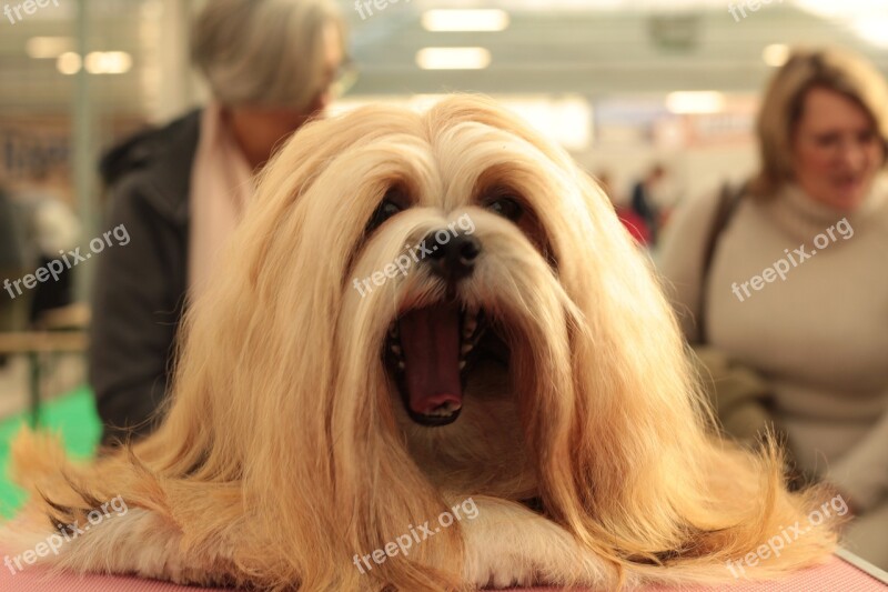 Dogshow Lhasa Apso Dog Hairy Dog Breed