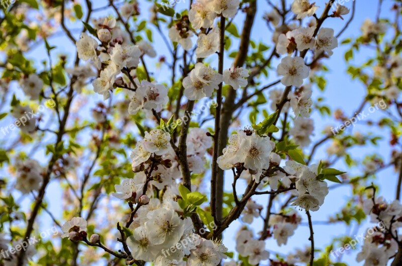 Apple Flowers Blooming Blossom Spring Branch