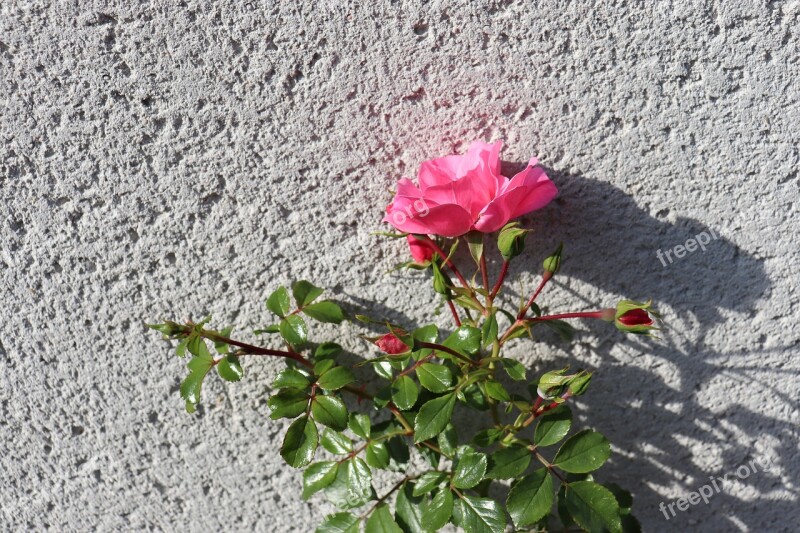 Wall Roughcast Pink Rosebush Light Of Autumn