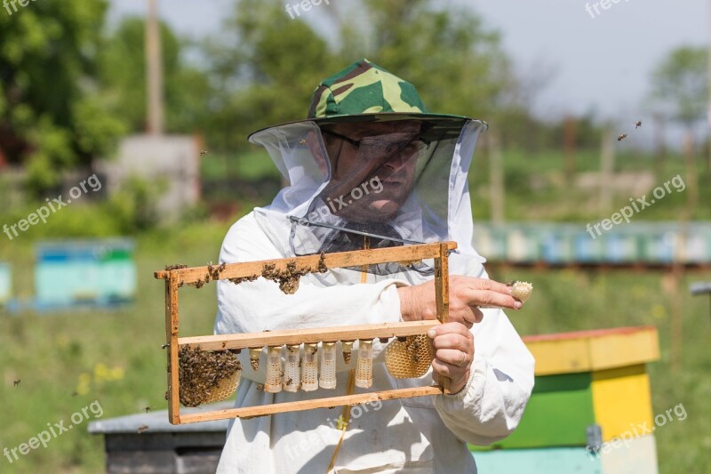 Bee Beekeeper The Hive Beekeeping Queen