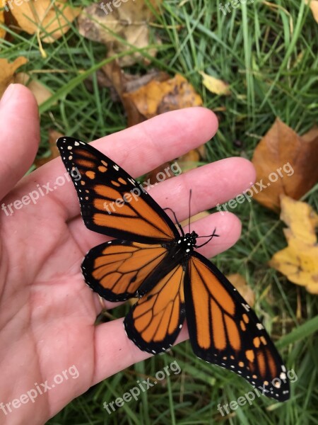 Butterfly Monarch Monarch Butterfly Nature Pretty