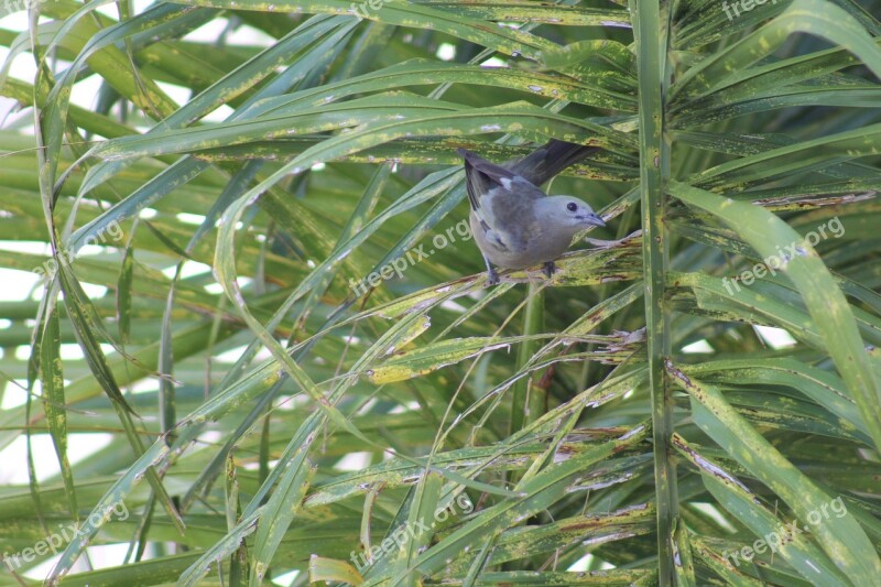 Sanhaçu-do-coqueiro Bird Brazil Santa Catarina Nature