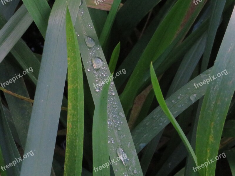 Water Water Drop Drop Wet Nature