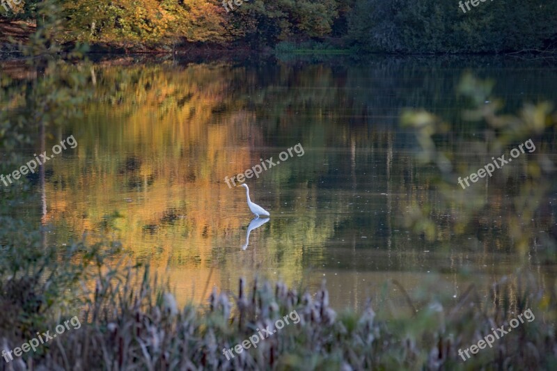 White Heron Autumn Waterfowl Birds Colors