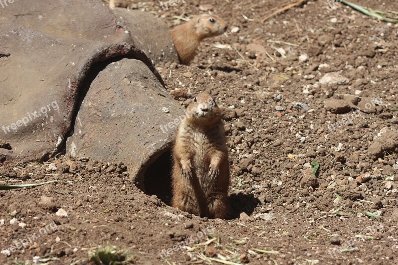 Groundhog Animal Mammal Cute Zoo