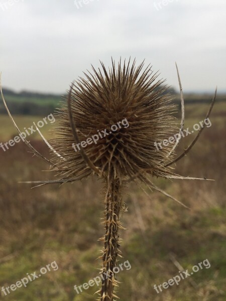 Thistle Autumn Nature Plant Prickly