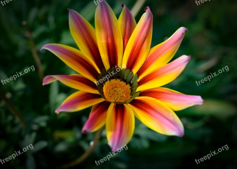 Gazania Colorful Flower Nature Plant