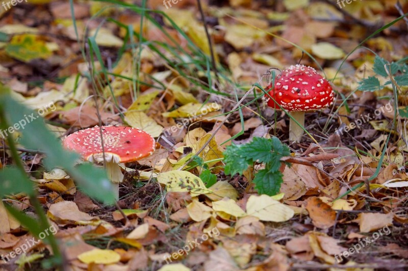 Mushrooms Autumn Forest Red White