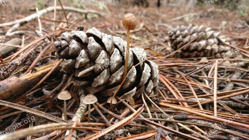 Pineapples Mushrooms Nature Forest Pinewood