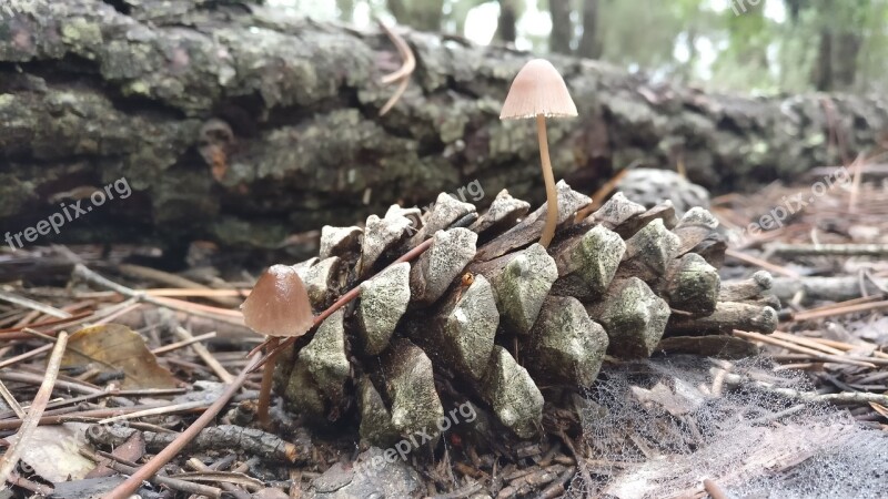 Mushrooms Fungi Pineapple Pinewood Pine