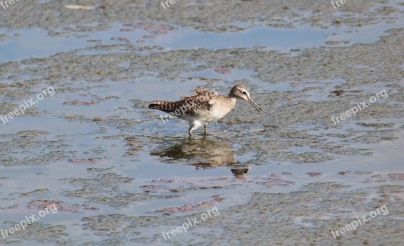 Bird Wild Wildlife Sand Piper