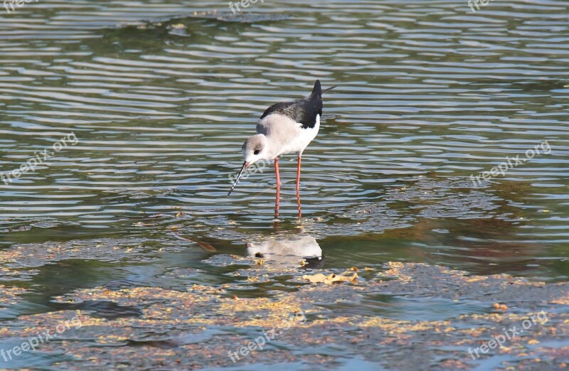 Bird Wild Wildlife Nature Natural