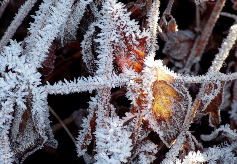 Hoarfrost Cold Winter Sun Ice