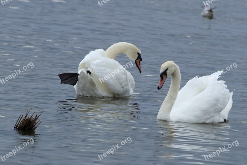 Swan Mute White Duo Lake