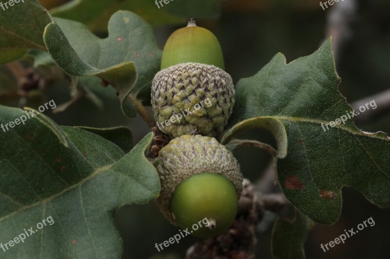 Acorn Oak Green Fruit Seeds