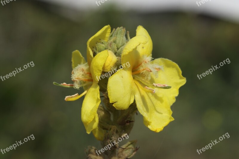 Malva Wild Flower Yellow Free Photos