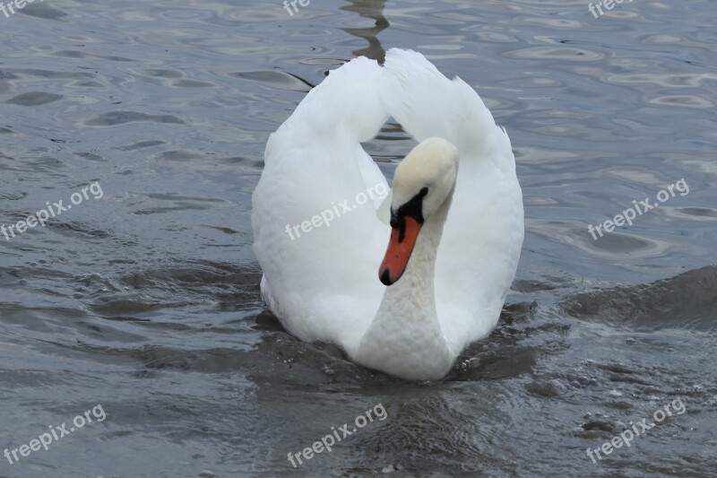 Swan Mute Bird Lake Wings