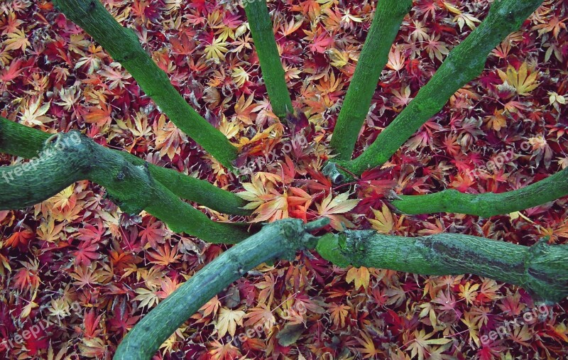 Tree Clone Foliage Colorful Opadnięte