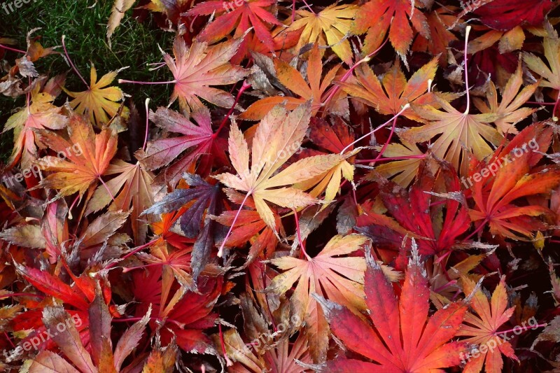 Foliage Clone Colorful In The Fall Nature