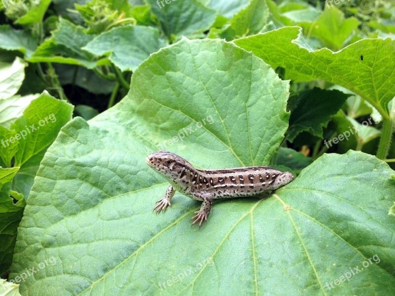 Newt The Lizard Foliage Gad Reptiles