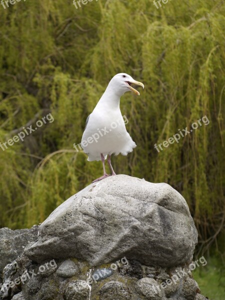 Gull Calling Nature White Free Photos