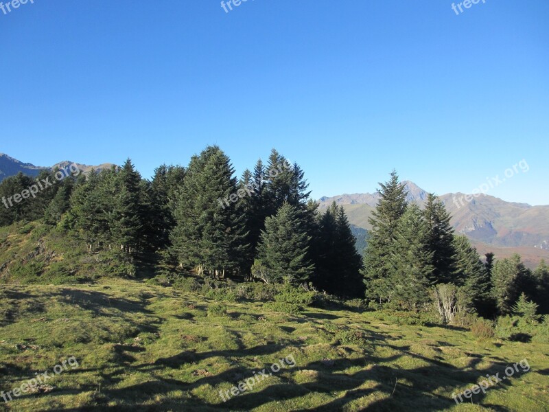 Trees Payolle Pyrenees Mountain Free Photos