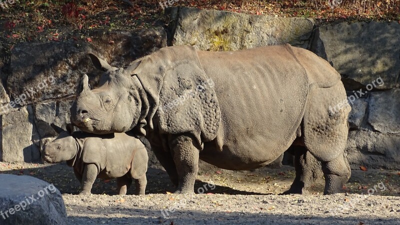 Indian Rhinoceros Animals Mammalia Mammals Plant-eaters