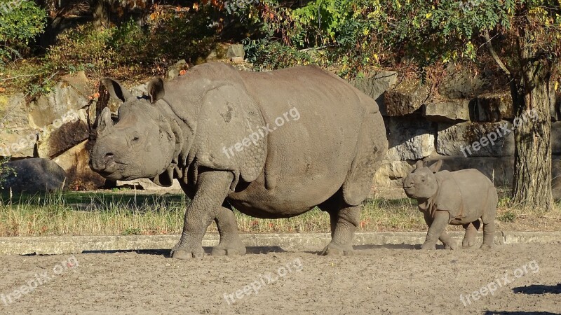 Indian Rhinoceros Animals Mammalia Mammals Plant-eaters