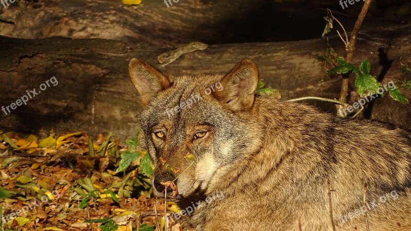 Wolf Iberian Wolf European Wolf Predator Predators