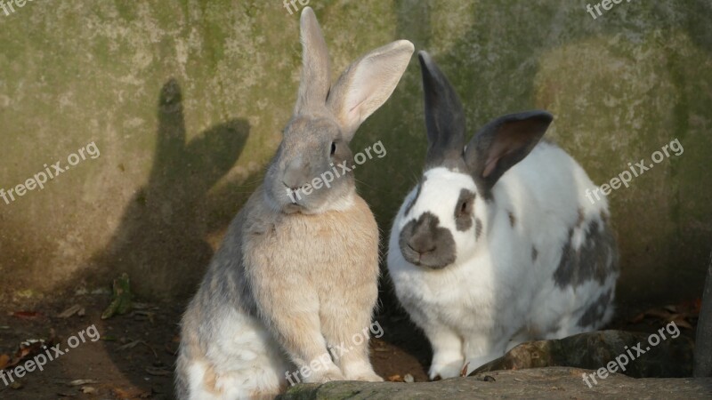 Rabbit Rodent Animal Mammal Ears