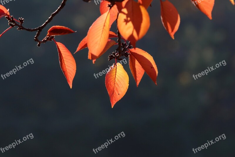 Autumn Autumn Leaves The Leaves Nature Wood